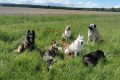 groupe de chien