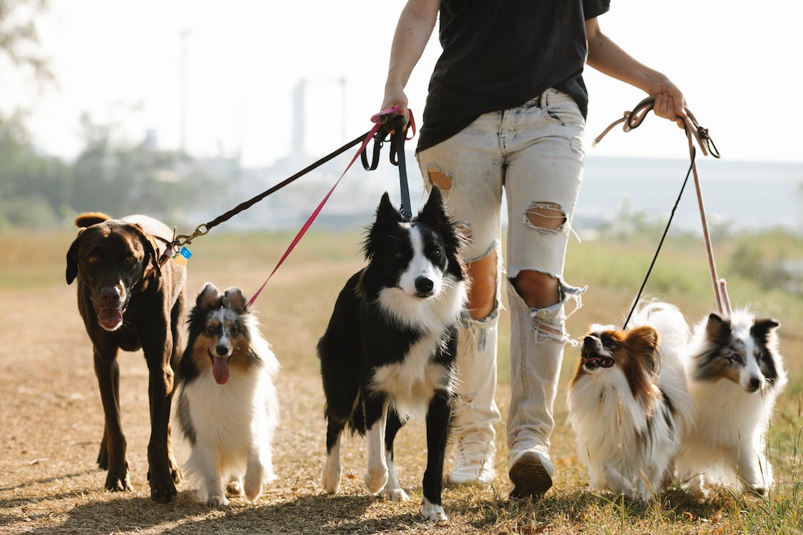 cours collectif chien