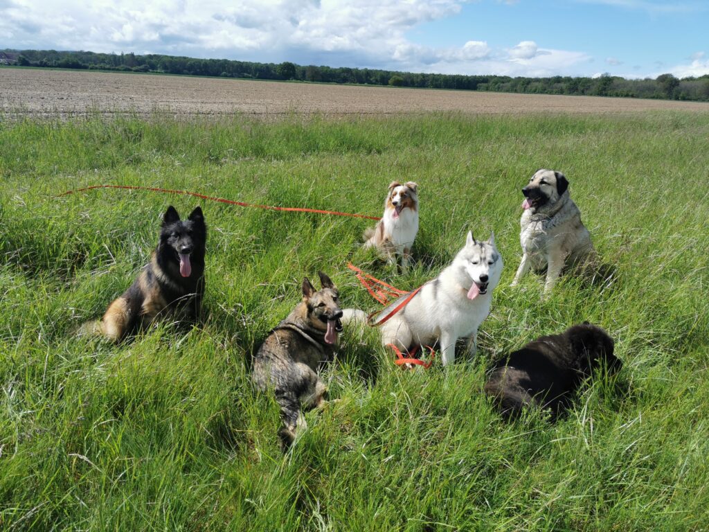 Cours collectif- chiens en balades 