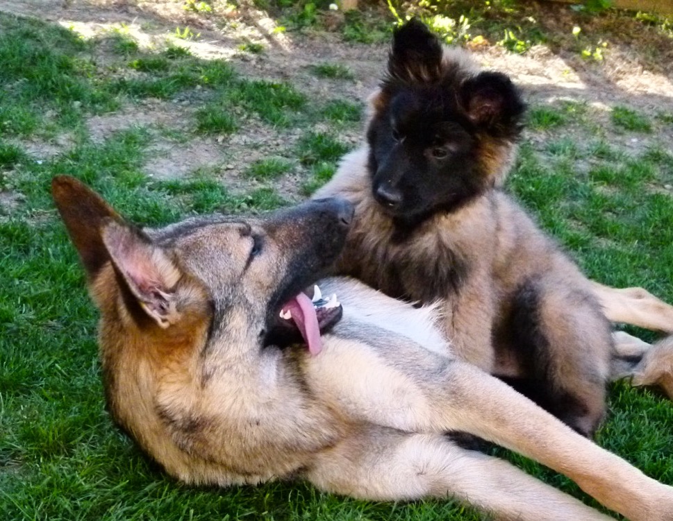 Chiot berger belge qui joue avec une femelle berger allemand 