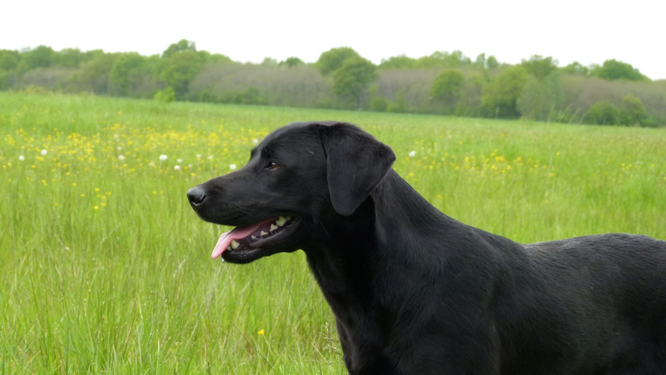 Labrador bilan comportemental 